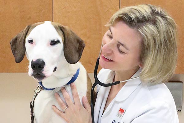 Veterinary doctor checking pet dog
