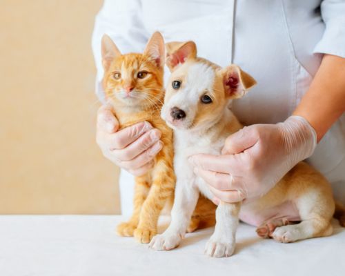 Holding cat and dog by vet