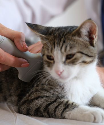 a vet brushing a cat's hair