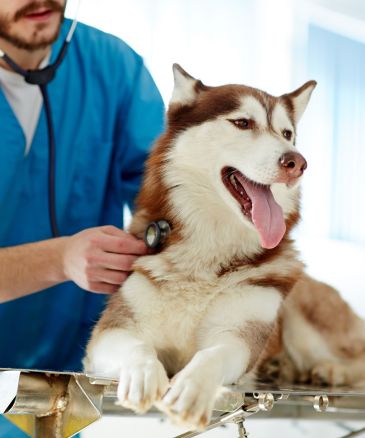 a dog being checked by a vet