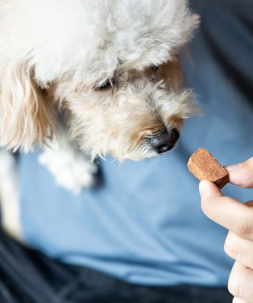 a dog eating a treat