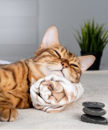 a cat lying on a towel