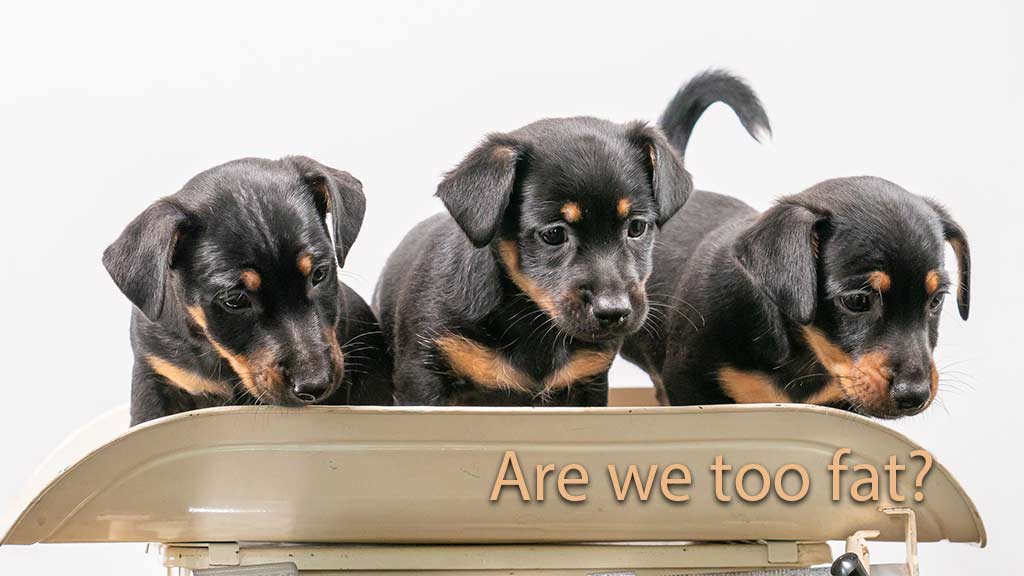 a group of puppies in a metal box