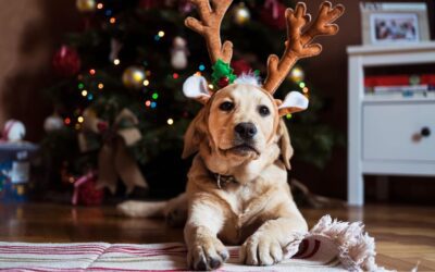 Holiday Decoration Dangers: Safeguarding Your Pet’s Well-being