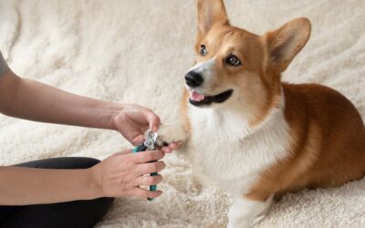 Nail Trimming for Dogs and Cats: A Fundamental Aspect of Pet Care